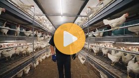 Follow the Egg Farmer