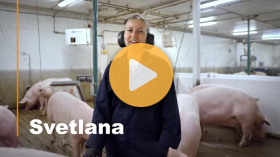 A day in the life of a swine vet