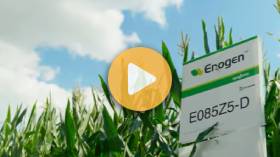 The Enogen corn story