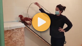 Poultry Science Cluster 
