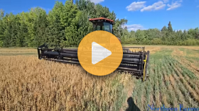 Swathing oats