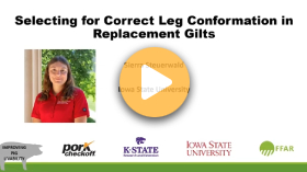 Selecting for correct leg conformation in replacement gilts