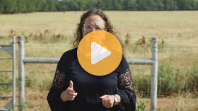 Theileria in cattle 