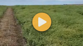 Sclerotinia and lygus in seed canola