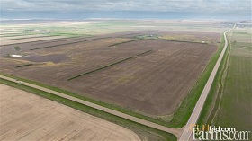 Cash Crop
