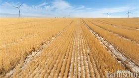 Cash Crop