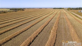 Cash Crop