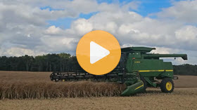 Straight cutting canola in Manitoba