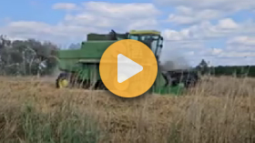 Rye harvest