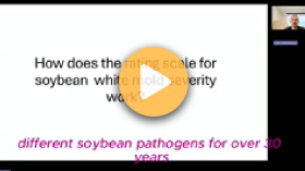 Managing white mold in soybeans