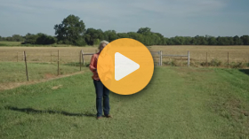 Prussic acid and cattle