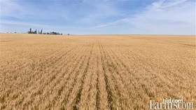 Cash Crop