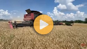 Wheat harvest
