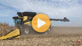 Harvesting corn 