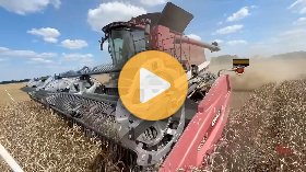 Wheat harvest