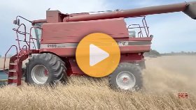 CASE IH 2166 Combine Harvesting Wheat