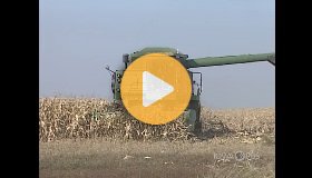 Corn harvest from 32 years ago
