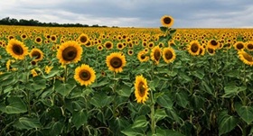 USDA acreage surprises reshaped grain and oilseed markets including sunflower