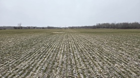 Morrisburg is beginning to green up. Plenty of worm activity on this heavy hardpan farm. Three tillers on average and minimal winter kill thus far.