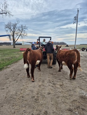 Exercising the grass puppies…