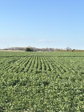 Over in Harrow, winter canola gets into the growing phase with some nice weather!