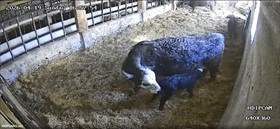 A watched pot never boils, and a pregnant cow never births. For the least 3 weeks I have checked on my favourite cow more times then I'd like to admit only for her to pop this baby out over a 10 min span and for me not to realize because she hid her so well. Welcome to the world little heifer!