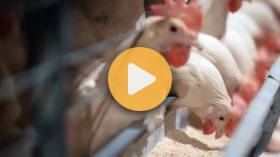 Avian Influenza vaccine delivery method