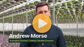 Home grown Ontario tulips