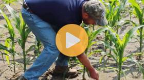 Tissue and soil sampling