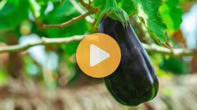 Using the lawn for mulch + Grow great eggplant