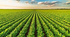 Field of young soybean plants