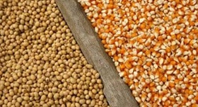 Soybeans and corn kernels need careful monitoring during storage