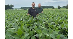 Checking the Ontario soybeans