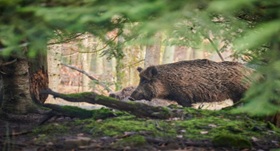 Feral pig in a forest