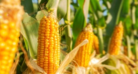 Corn on the stalk