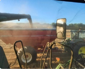 Back into some rye tonight. A lot drier and dustier than I thought it'd be after Sunday's rain.