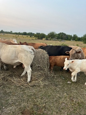 Hey! It's hay day!