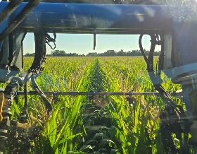 A lovely evening in the corn