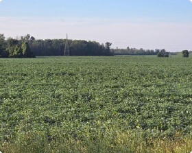 Bright and sunny – but the soy fields in Morrisburg are waterlogged