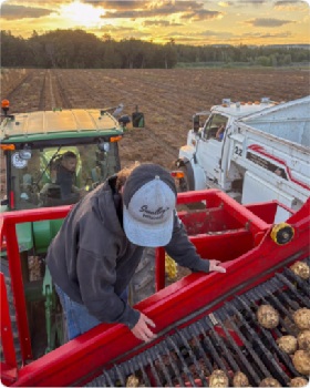 Now that’s fresh! Harvested early in the AM from Smalley’s Potatoes in Mount Albert, they hit the grocery shelves the same day.