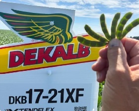 It was easy to find a bunch of four beaners in a plot near Forest. This plot was planted on June 1st.