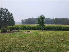 With the nice gentle rain this past weekend in Norfolk County, the corn gains a perfect finish.