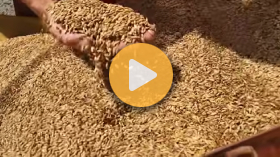 Rev up the combine, it’s barley harvesting season!