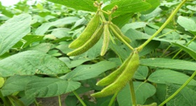 Soybeans