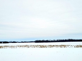 All but a couple of rows of corn were harvested, but maybe they can be a natural snowfence—at least until winter hits for real and buries it.
