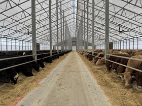 The winds might be blowing the snow around outside, but it’s nice inside for these cows