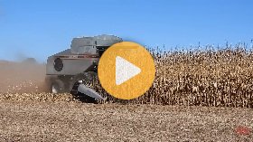 GLEANER R72 Combine Harvesting Corn