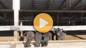 Beef on Dairy X- Farm Videos & Panel