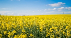 Field of canola