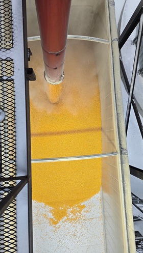 Ping-Ping-Ping! The sound of loading corn!